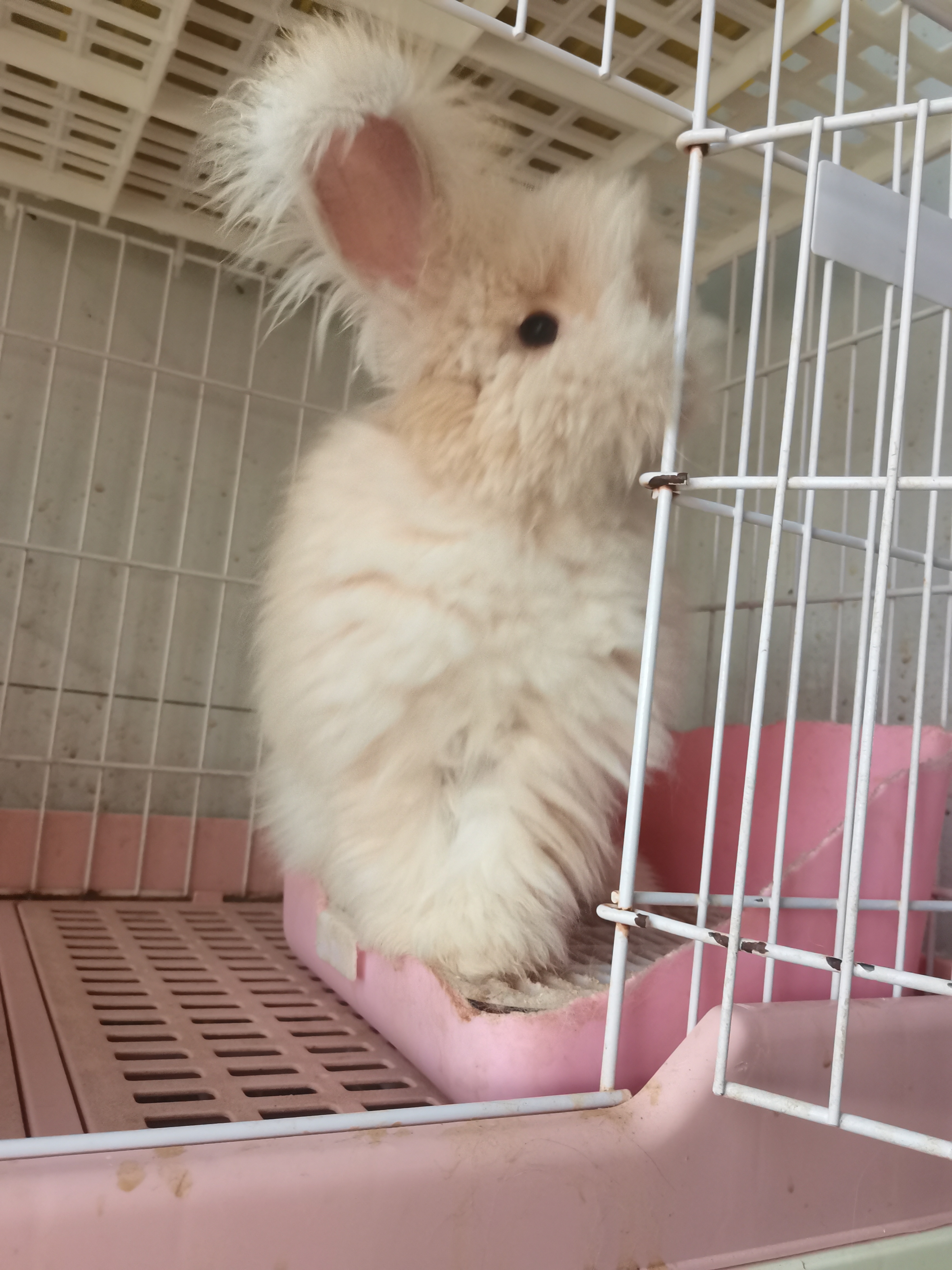 英系双血统奶黄安哥拉兔，打好疫苗发货，健康包活到家